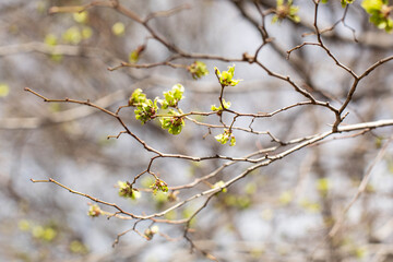 A twig with spring-green foliage is depicted in close-up against the blue sky. Theme of spring flowering in nature.