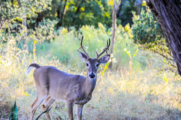 A young white-tailed buck is losing its velvet on his antlers and is shedding strips of it away.   