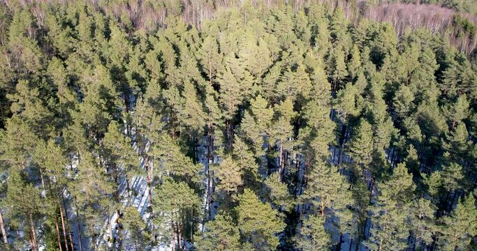 Cold frost winter forest, remote aerial shot of evergreen firn trees