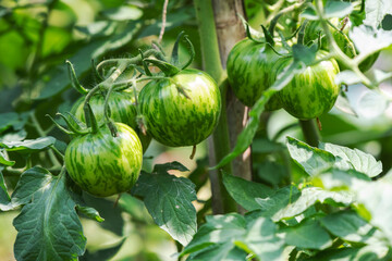 still green striped tomatoes in the garden