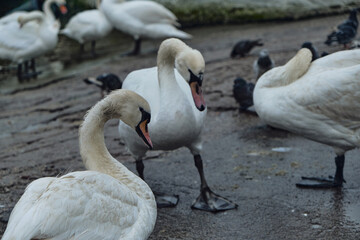 white swans in the city