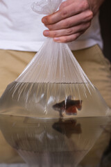 a man holds a fish in a plastic bag. global problem of ecology and environmental protection