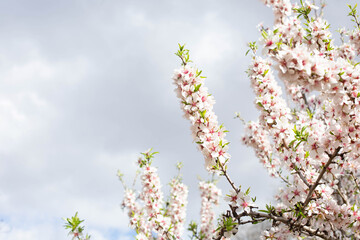 Almond trees blooming with white and pink flowers against the grey sky. Beautiful spring landscape.