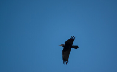 a rook (Corvus frugilegus) in flight under a clear blue sky