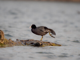 Blässhuhn (Fulica atra) mit einem erhobenen Bein auf einem Holzstück im See