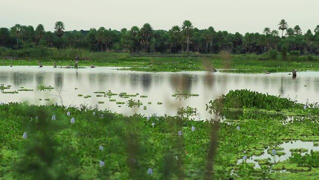 Chaco Wetlands in Chaco Province, Argentina, South America. 4K Resolution.