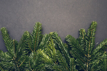 Toned hipster flatly black background with green spruce branches. Evergreen ashy pine tree sticks background. Creative minimalistic composition
