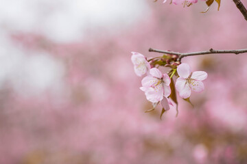 Banner. Cherry blossoms. Spring, nature wallpaper. Sakura in the Japanese garden. Blooming rosebuds on the branches of a tree. Macro photography.