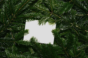 Top view of green spruce branches with empty white greeting postcard. vergreen ashy pine tree sticks background. Creative minimalistic composition