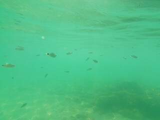 Underwater landscape with fishes and wildlife in the Adriatic Sea of Salento, Apulia Italy