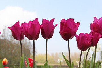 a row purple tulips in a flower garden in the netherlands in springtime