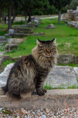 Naklejka na ściany i meble Beautiful wild cat close up in Athens Greece