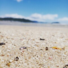 dead sea shell