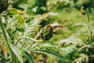 Campo de alcachofas. Concepto de agricultura, y comida saludable.