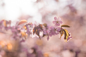 Banner. Cherry blossoms. Spring, nature wallpaper. Sakura in the Japanese garden. Blooming rosebuds on the branches of a tree. Macro photography.