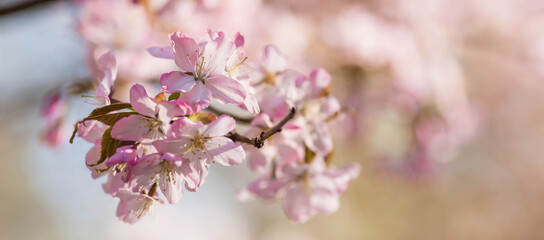 Banner. Cherry blossoms. Spring, nature wallpaper. Sakura in the Japanese garden. Blooming rosebuds on the branches of a tree. Macro photography.