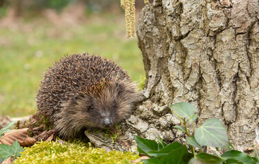 Hedgehog, Scientific name: Erinaceus Europaeus.  Close up of a wild, European hedgehog in natural woodland habitat in early Spring time.  Head raised and looking to the  front. Copy Space.  Horizontal