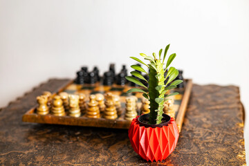 Suculenta Decorativa