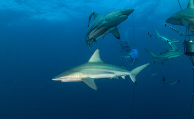 Obraz na płótnie Canvas Black Tip Shark at Aliwal Shoal, South Africa