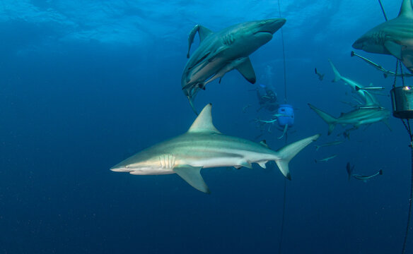 Black Tip Shark At Aliwal Shoal, South Africa