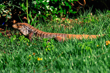 lizard on the grass