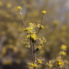Closeup of flowers of Japanese cornelian cherry (Cornus officinalis) in a garden in spring