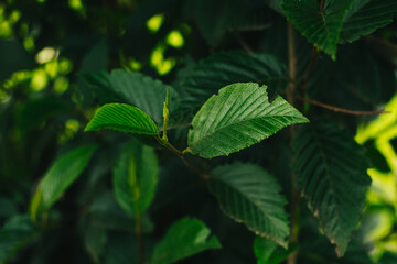 Hojas verdes con la luz del sol. Concepto de naturaleza, hojas.