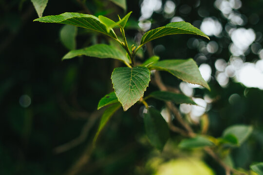 Hojas verdes de primavera en un &aacute;rbol. Concepto de naturaleza