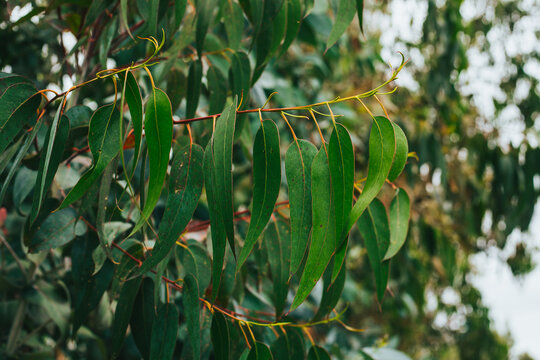 Hojas De Eucalipto. Concepto De Plantas, Hojas.