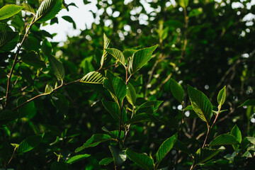 Hojas verdes de primavera en un árbol. Concepto de naturaleza