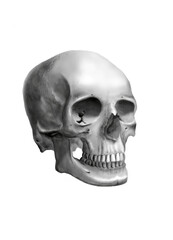 Anatomical Skull