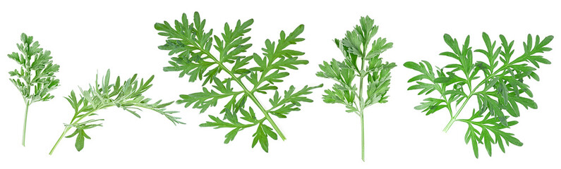 Set of medicinal wormwood twigs isolated on a white background. Sagebrush. Artemisia medicinal herb plant. - obrazy, fototapety, plakaty