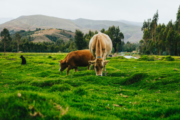 Toro y vaca alimentándose en un valle. Concepto de animales y naturaleza.