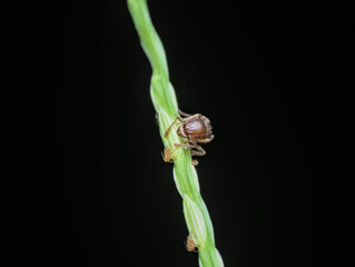 Small red ant on grass with apids
