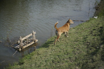 dog and river