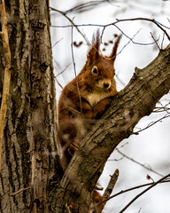 Eichhörnchen (Sciurus) sitzt in einem Baum mit aufgestellten Ohren