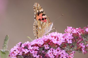 Schmetterlinge auf dem Baum 