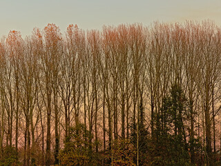 bare poplar trees against a colorful autumn evening sky