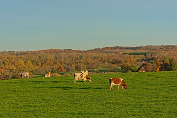 Cows of the Belgian blue breed grazing in a meadow in nature with hills with autumn forest in the...