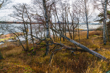picturesque lake shore with fallen trees and motley leaves