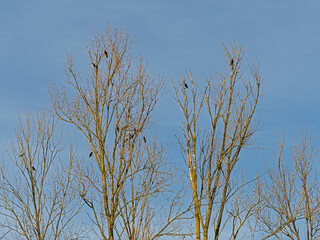 bare poplar treetops with birds on a blue sky