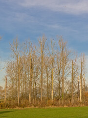 bare sunny poplar trees along a meadow in the Flemish countryside, Belgium