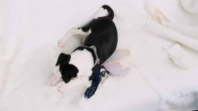 Top video of a dog playing with paper and blue slippers lying on the sofa being at home alone, naughty small dog.