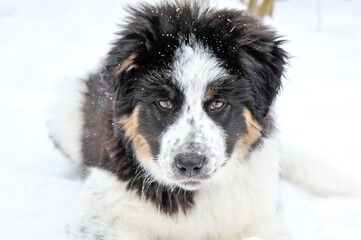 Black and white colored border collie Pyrenees mix puppy dog in winter snow