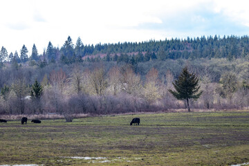 black cows in distance on field near forest