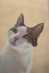 rostro de gato mascota maduro