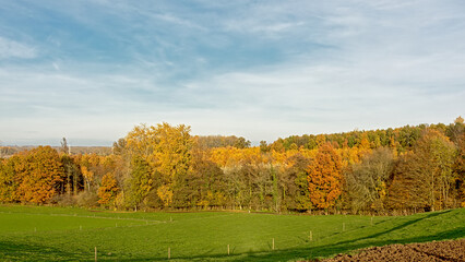 Flemish fall landscape with meadow and colorful forest near Geraardsbergen