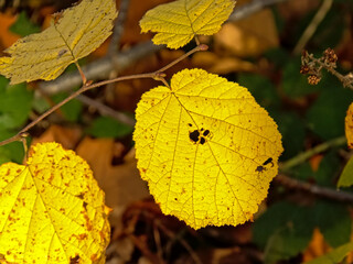 Yellow autumn leafs of a largeleaf linden tree - Tilia platyphyllos