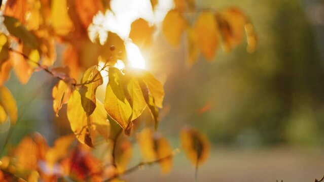 Close-up colorful nature calm autumn golden foliage on tree in autumnal fall park forest woods bright sunbeams sunlight breaks through leaves sunset or dawn nice sunny weather slow motion 4k