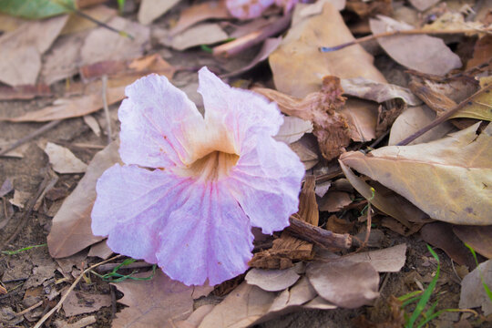 Pink Tecoma blossoms falling on brown dry leaves.